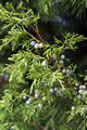 Juniperus chinensis Jałowiec chiński